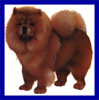 a well breed Chow Chow dog
